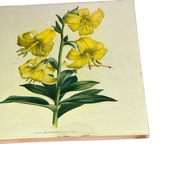 Vintage Botanical Print Wild Yellow Lilies wall hanging ceramic porcelain lily - Picture 5 of 7